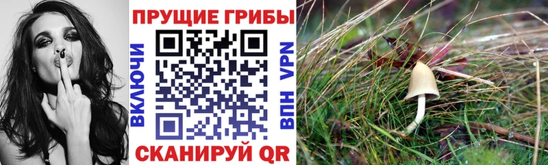 Галлюциногенные грибы мицелий  Купить где  Клин 